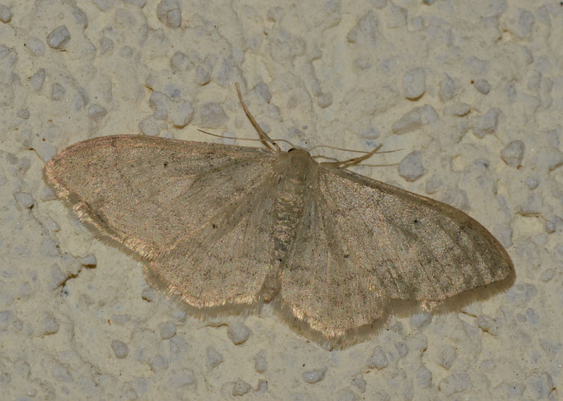 Geometridae da identificare